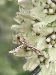 Lineodes integra