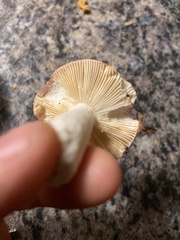 Russula emetica