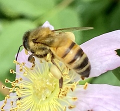 Apis mellifera
