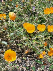 Kallstroemia grandiflora