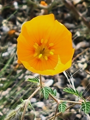 Kallstroemia grandiflora