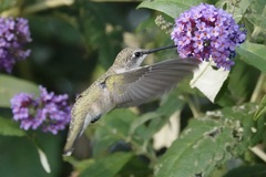 Archilochus alexandri