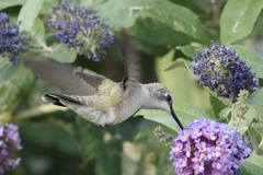 Archilochus alexandri