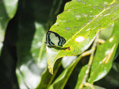 Psychonotis caelius
