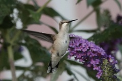 Archilochus alexandri