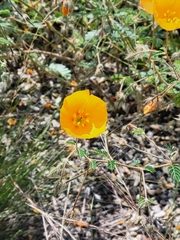 Kallstroemia grandiflora