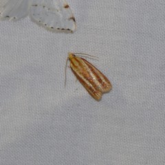 Sparganothis tristriata