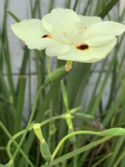 Dietes bicolor