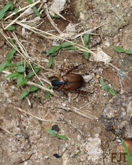 Strigoderma sulcipennis