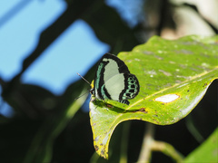 Psychonotis caelius