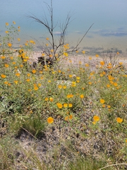 Kallstroemia grandiflora