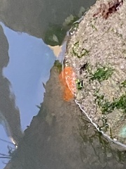 Botrylloides violaceus