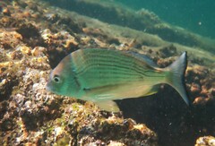 Acanthopagrus australis