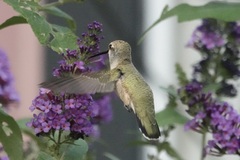 Archilochus alexandri