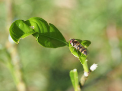 Melangyna viridiceps