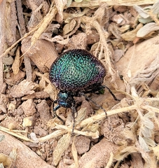 Cysteodemus wislizeni