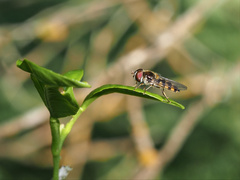 Melangyna viridiceps