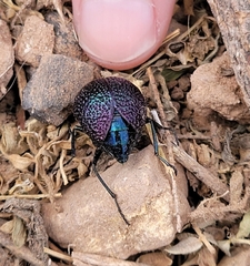 Cysteodemus wislizeni