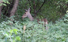 Odocoileus virginianus