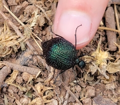 Cysteodemus wislizeni