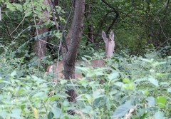 Odocoileus virginianus