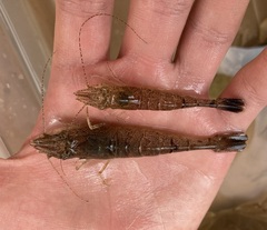 Crangon septemspinosa