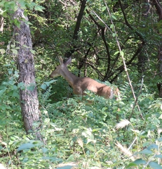 Odocoileus virginianus