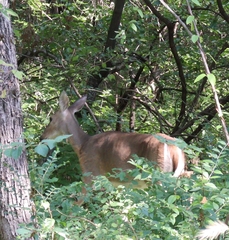 Odocoileus virginianus