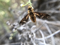 Bombyliidae