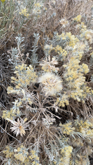 Tetradymia canescens
