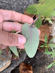 Hypericum virginicum