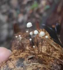 Marasmius capillaris