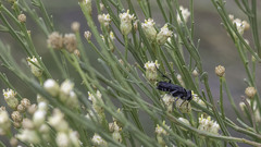Crabroninae