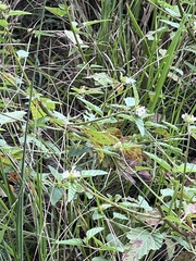 Melochia corchorifolia