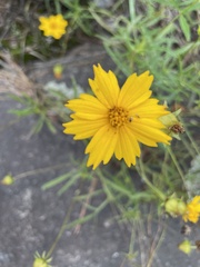 Coreopsis grandiflora