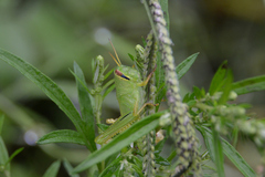 Patanga japonica