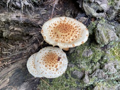 Pholiota squarrosoides