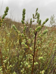 Cliffortia polygonifolia