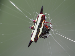 Gasteracantha fornicata