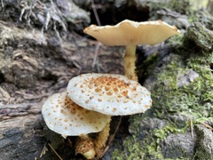 Pholiota squarrosoides