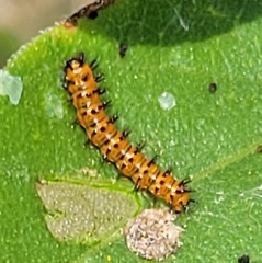 Chlosyne lacinia