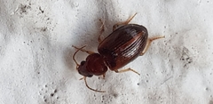 Coleoptera