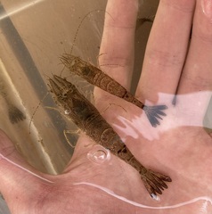 Crangon septemspinosa