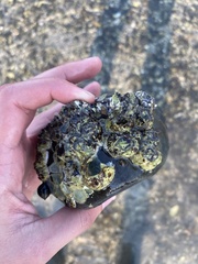 Semibalanus balanoides