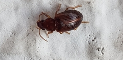 Coleoptera