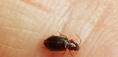 Coleoptera
