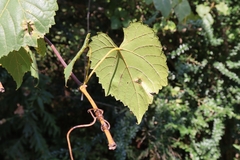 Vitis vulpina