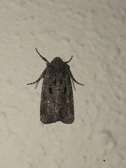 Elaphria chalcedonia