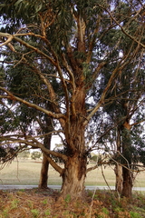 Eucalyptus globulus globulus