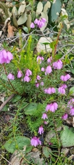 Tetratheca pilosa